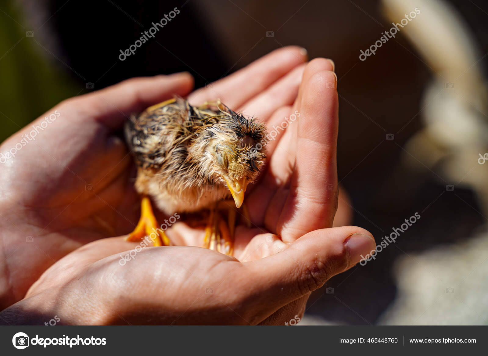 Photo Little Bird Chick Human Hands People Helping Animals Stock Photo by  ©NeonShot 465448760