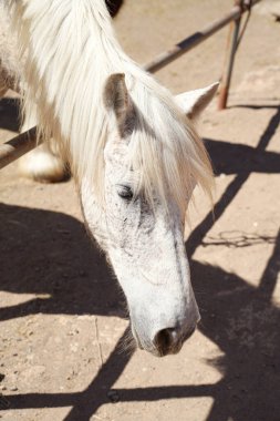 Çiftlikteki güzel beyaz atın yakın plan portresi. Yaz güneşli bir gün. Açık hava fotoğrafı.