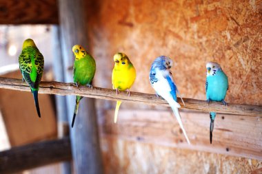 Bir dala oturmuş muhabbet kuşları. Parlak renkli papağanlar..