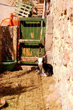 Bir keçi çiftlikte dinleniyor, samanlıkta yatıyor, kameraya bakıyor. Kırsal alan. Çiftlik.
