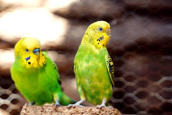 Porträtt Papegoja Cockatiel Närbild Vågig Papegoja Hem Parro — Stockfoto