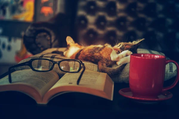 Sono de gato com óculos de livro e xícara de café — Fotografia de Stock