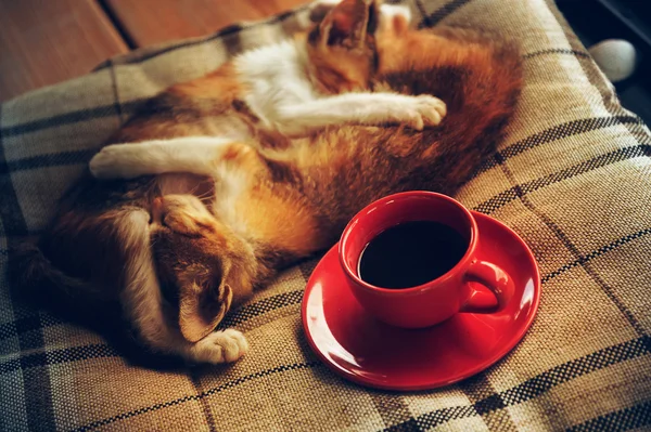 Dormire gatto su cuscino e tazza di caffè — Foto Stock