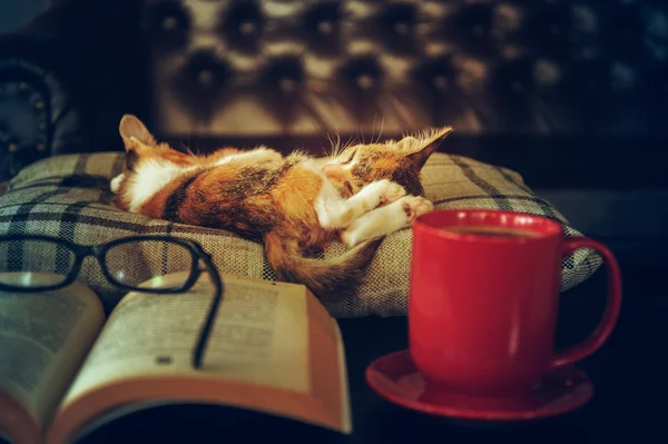 Sono de gato com óculos de livro e xícara de café — Fotografia de Stock