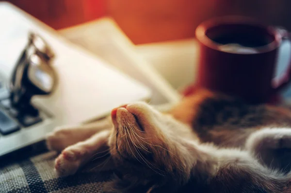 Tiempo de relax en el lugar de trabajo — Foto de Stock