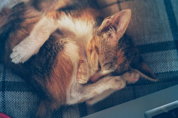 Dos gato dormir en almohada —  Fotos de Stock