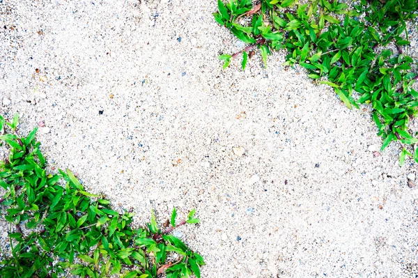 Grass frame on sand background — Stock Photo, Image