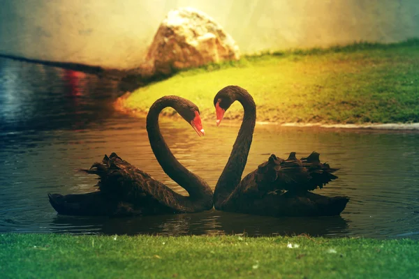İki siyah kuğu romantik birlikte bir kalp şekli oluşturma 