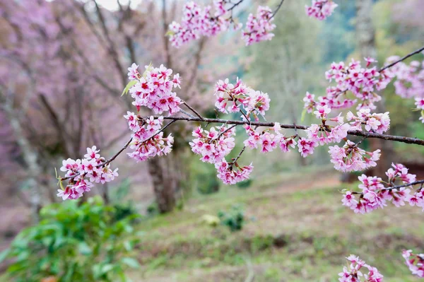 Himalayansk kirsebær (Prunus cerasoides) som blomstrer ved pang khon mo – stockfoto