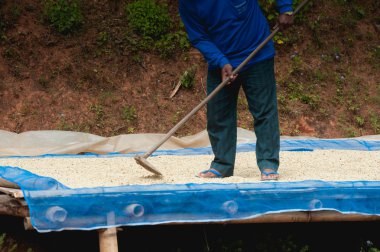 Kahve çekirdekleri Pha Hi mountr çiftliğinde, kurutma kahve çiftçi