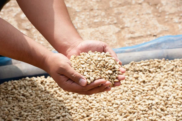 Granos de café secos en la mano del agricultor en la plantación en Pha Hi mountrai — Foto de Stock