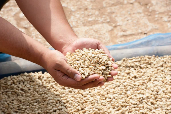 Kuru kahve çekirdekleri Pha Hi mountrai çiftliğinde, çiftçi elinde