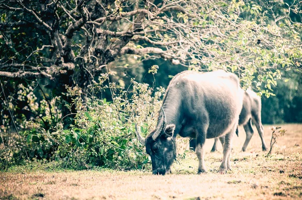 Asia bufalo nel campo di erba in Thailandia — Foto Stock