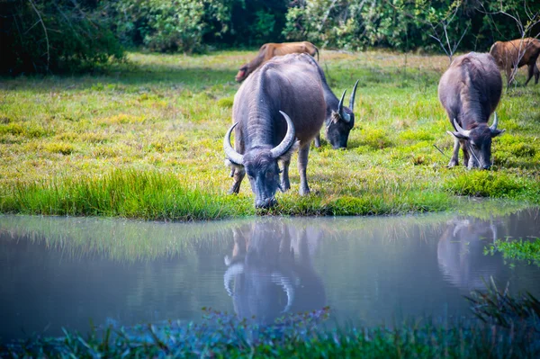 Asia buffalo in grass field at thailand — Stock Photo, Image