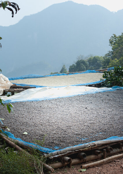 drying coffee beans at plantation on Pha Hi mountrain, Chiangrai