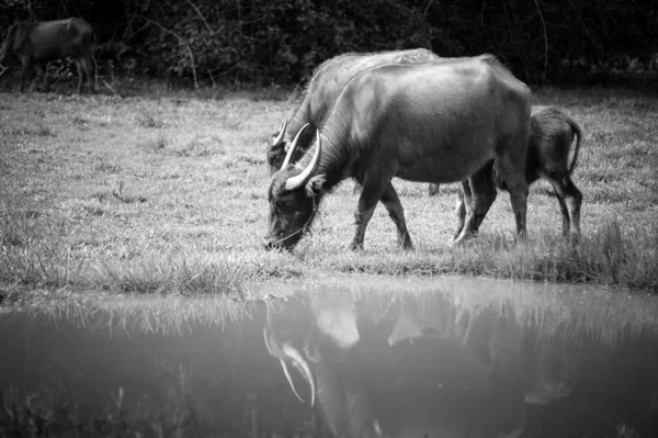 Asia buffalo in grass field at thailand — Stock Photo, Image