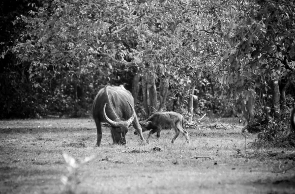 Ásia búfalo no campo de grama na Tailândia — Fotografia de Stock