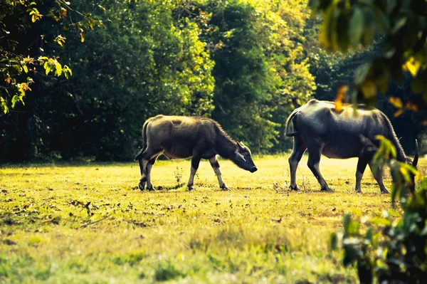 Asia buffalo in grass field at thailand — Stock Photo, Image