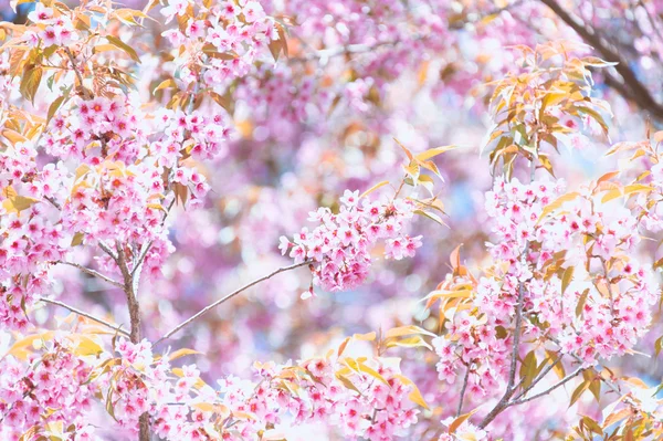 Sakura fiore fioritura in montagna Pangkhon Chiang rai , — Foto Stock