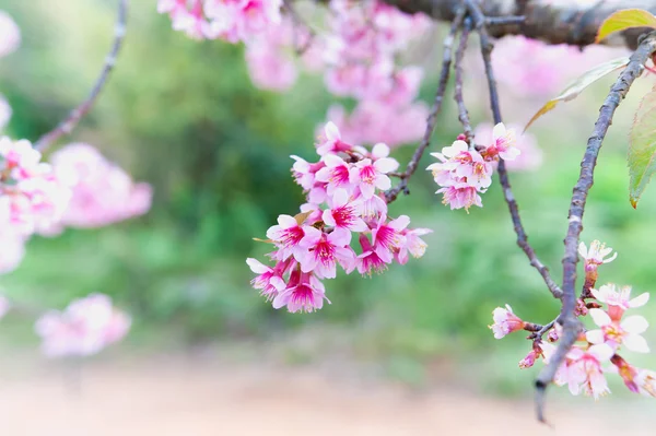 Sakura květiny kvetoucí květy v pangkhon hoře chiang rai, — Stock fotografie