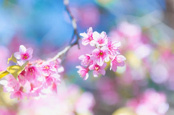 Cerisier de l'Himalaya (Prunus cerasoides) fleurissant au mont pang khon — Photo