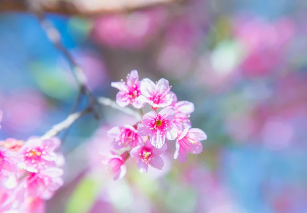 Pangkhon 山チェンライのさくら花の咲く花, — ストック写真