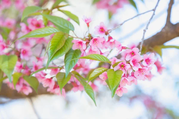 Himalayan wiśnia (Prunus cerasoides) kwitnienie w pang khon zamontować — Zdjęcie stockowe