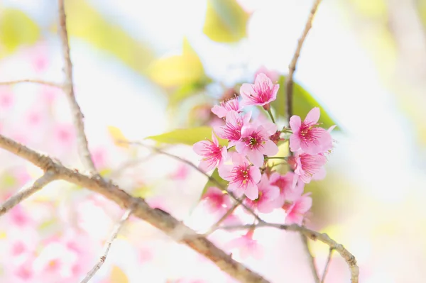 Sakura flower blooming blossom in Pangkhon mountain Chiang rai, — Stock Photo, Image