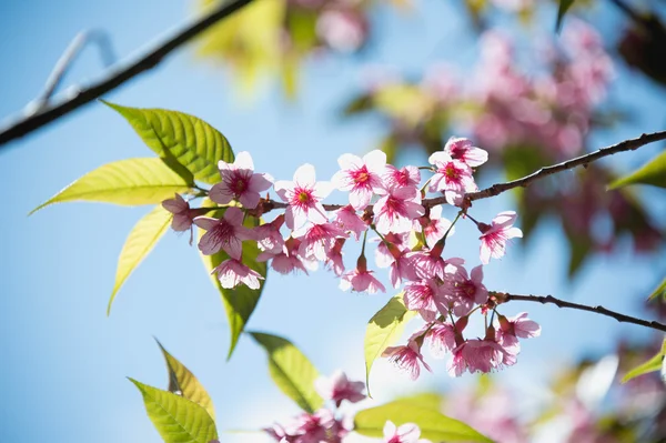 Sakura kwiat kwitnący kwitnąć w pangkhon góry chiang rai, — Zdjęcie stockowe