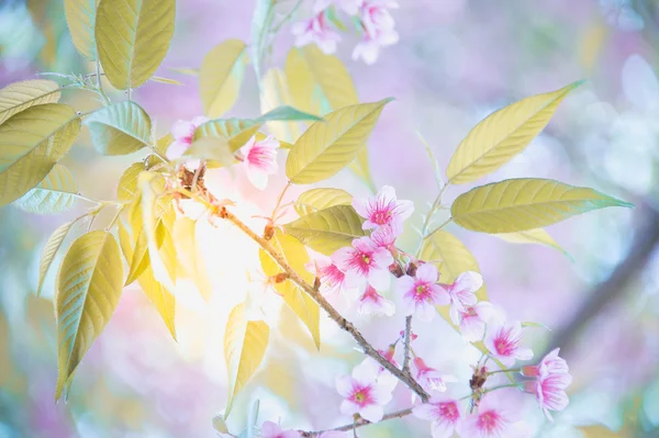 Sakura blomma blommande blomma i pangkhon berg chiang rai, — Stockfoto