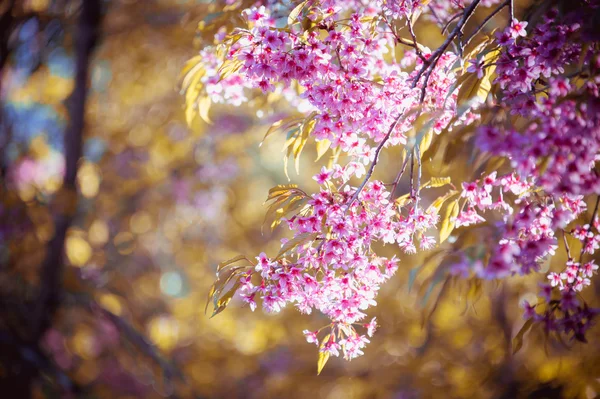 Sakura kwiat kwitnący kwitnąć w pangkhon góry chiang rai, — Zdjęcie stockowe