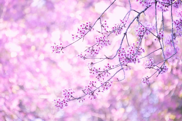 Himalayan körsbär (Prunus cerasoides) blommar på pang khon mount — Stockfoto