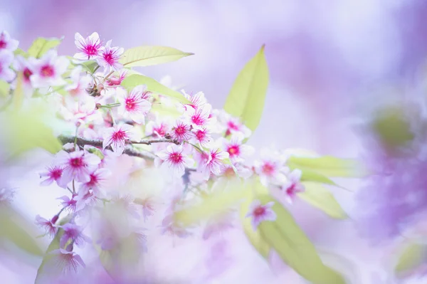 Sakura květiny kvetoucí květy v pangkhon hoře chiang rai, — Stock fotografie