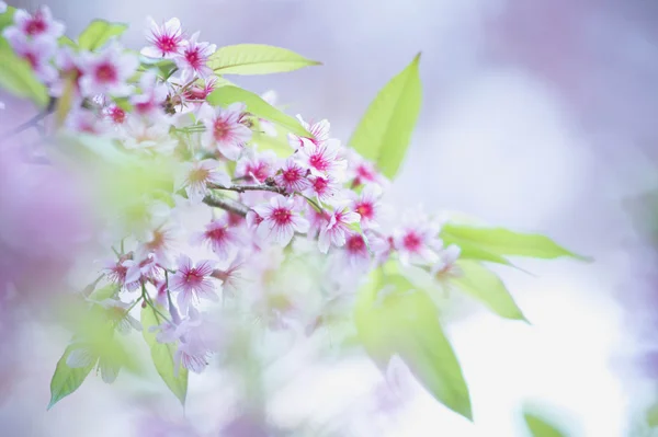 Sakura kwiat kwitnący kwitnąć w pangkhon góry chiang rai, — Zdjęcie stockowe