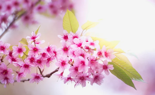 ヒマラヤ桜 (ヒマラヤザクラ) パン コンケン マウントに咲く — ストック写真
