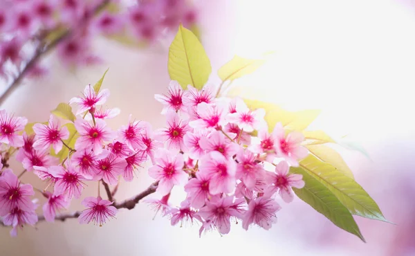 Cereza del Himalaya (Prunus cerasoides) florece en la montaña de khon pang Chiang Rai, Tailandia