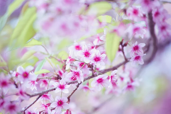 Ciliegia himalayana (Prunus cerasoides) che fiorisce al monte pang khon — Foto Stock