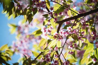 Cereza del Himalaya (Prunus cerasoides) florece en la montaña de khon pang Chiang Rai, Tailandia