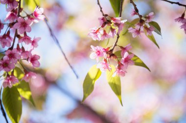 pangkhon dağ chiang rai de Sakura çiçek çiçek açan çiçek, 