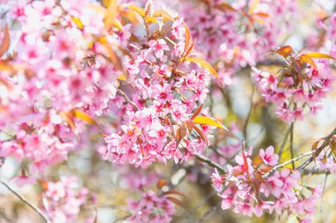 pangkhon dağ chiang rai de Sakura çiçek çiçek açan çiçek, 