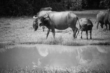 Asya bufalo çim sahası, Tayland içinde 