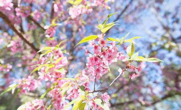 Sakura květiny kvetoucí květy v pangkhon hoře chiang rai, — Stock fotografie