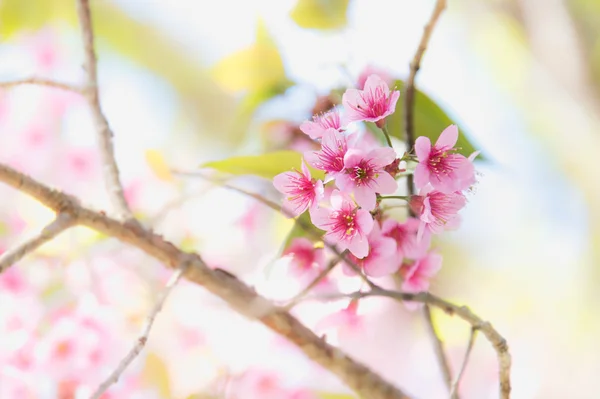 Cerisier de l'Himalaya (Prunus cerasoides) fleurissant au mont pang khon — Photo