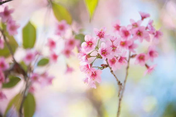 Sakura květiny kvetoucí květy v pangkhon hoře chiang rai, — Stock fotografie