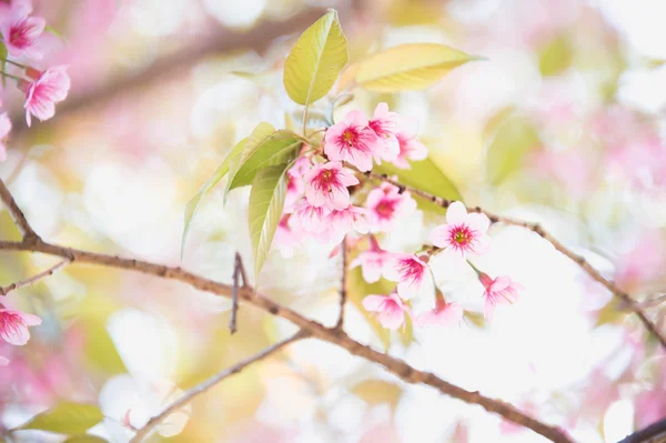 Himalaya-Kirsche (prunus cerasoides) blüht am pang khon Mount — Stockfoto