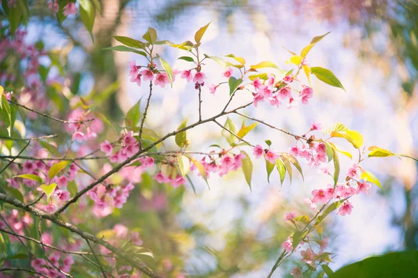 ヒマラヤ桜 (ヒマラヤザクラ) パン コンケン マウントに咲く — ストック写真