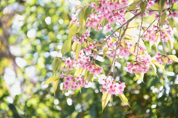 Sakura kwiat kwitnący kwitnąć w pangkhon góry chiang rai, — Zdjęcie stockowe