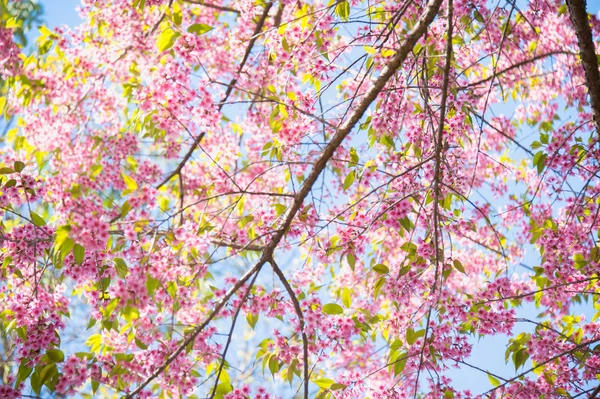 Sakura blomma blommande blomma i pangkhon berg chiang rai, — Stockfoto