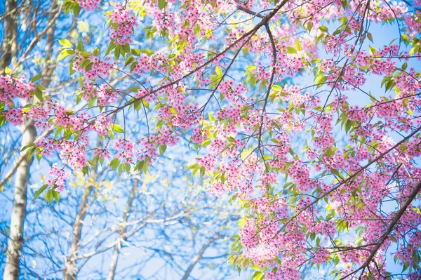 Sakura květiny kvetoucí květy v pangkhon hoře chiang rai, — Stock fotografie