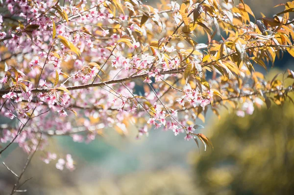 Himálajské třešně (Prunus cerasoides) kvetoucí na hoře khon pang — Stock fotografie